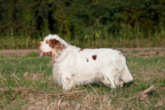 Clumber spaniel genetic diversity and hereditary health