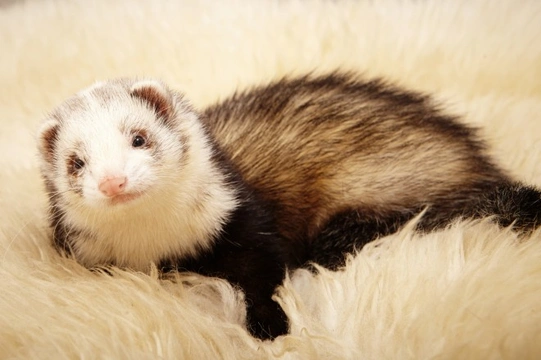 Checking your ferret over and identifying good health