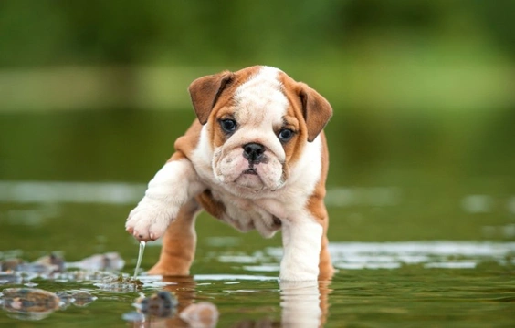 Five dog breeds that can’t swim well, if at all