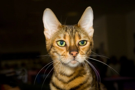 4 Gorgeous Exotic Looking Cat Breeds