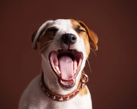 Halitosis in dogs: Understanding the causes of bad breath