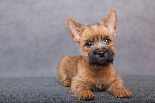 Is a Terrier the Right Breed for You?