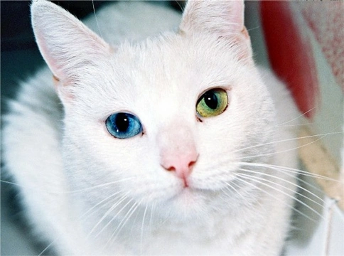 Heterocromía felina: ojos de diferente color