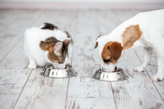 How cats and dogs differ in terms of how they eat