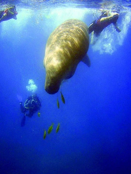 Dugong dugong