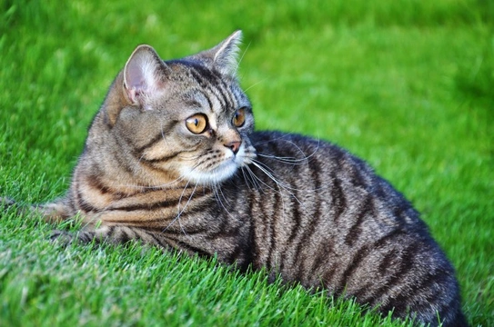 Large tabby cat store breeds