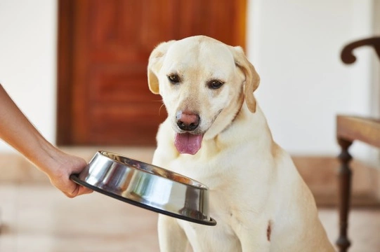 10 Tips to Help Manage Adverse Food Reactions in Dogs
