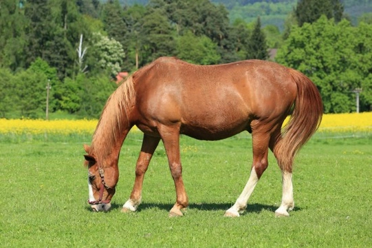 Sweet itch in horses