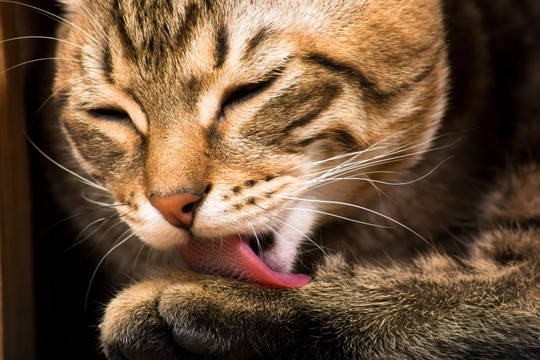 Did you know that cats usually groom their bodies in a specific order?