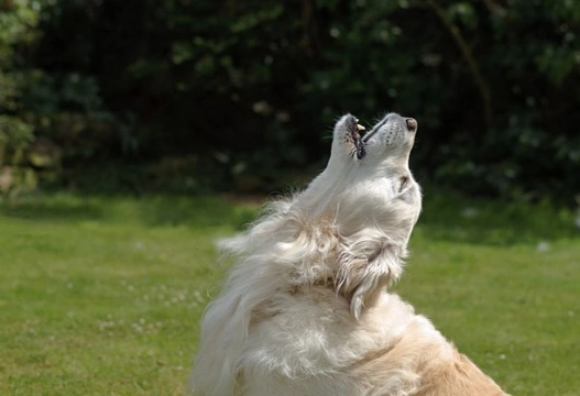 Why dogs howl and how to deal with it