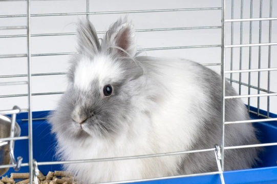 Litter train best sale rabbit in cage