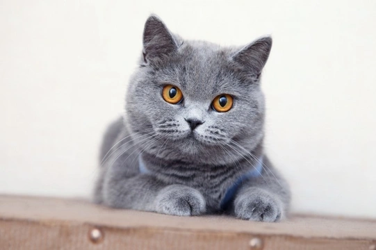 What are Pedigree Cats?