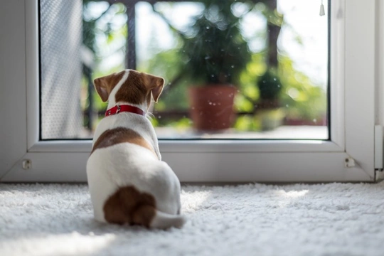 How to handle and manage your puppy when you come home after leaving them alone