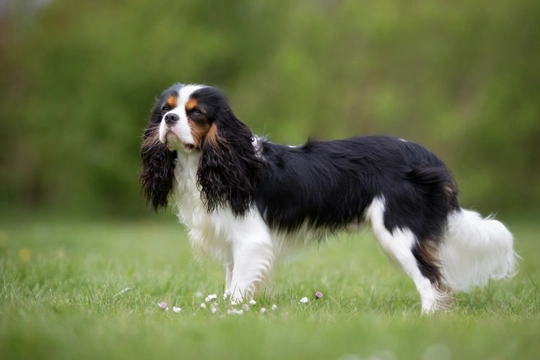 Curly coated shop spaniel