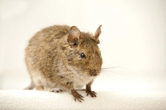 Common Health Issues in Degus other than Diabetes