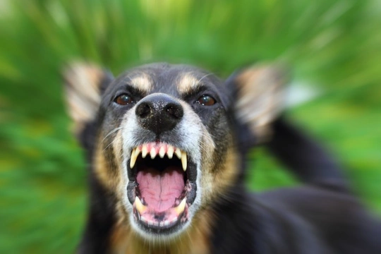 Five myths about canine aggression, busted
