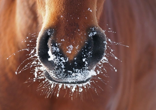 Managing horse in sub-zero temperatures