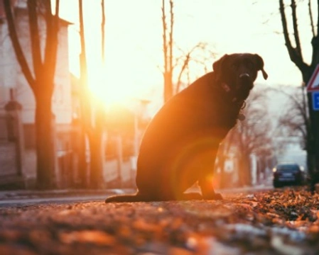 Adozione cani abbandonati: come aiutarli a superare il trauma
