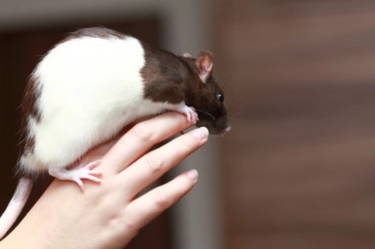Tips on Bathing Your Pet Rat