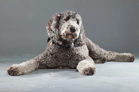All about the Labradoodle
