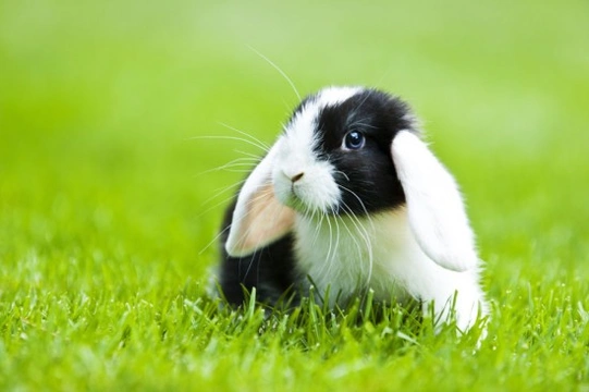 Rabbit Insurance - Do I need to insure my rabbit?