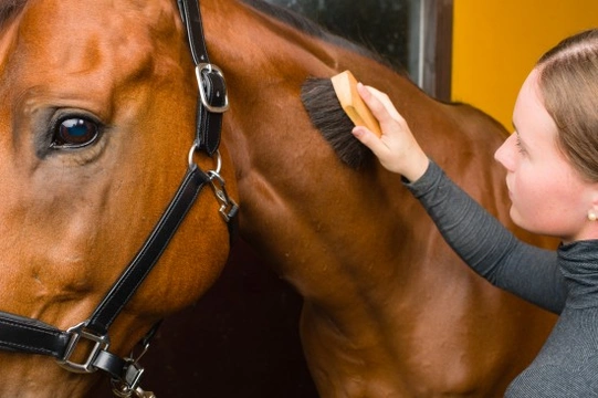 Top Grooming Tips for Your Horse