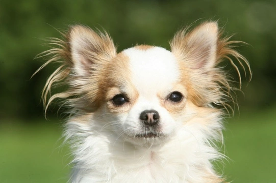 Chihuahua long hair outlet white