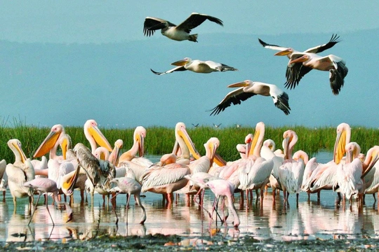 Ptačí svět Nakuru a Bogorie