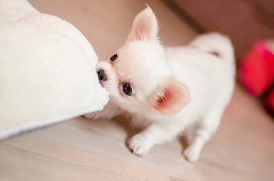 10 important things to do when you first get your new puppy