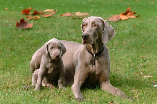10 things you need to know about the Weimaraner before you buy one