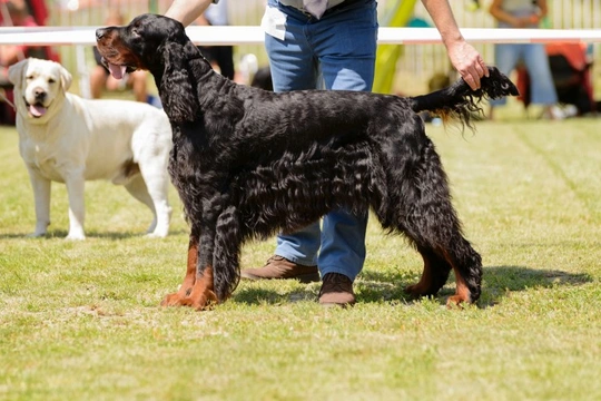 How a dog show trainer can help you to prepare your dog for the ring