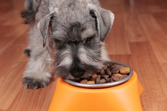What does it mean if your dog moves their food away from their bowl?