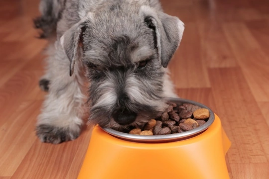 Dog moving food store bowl