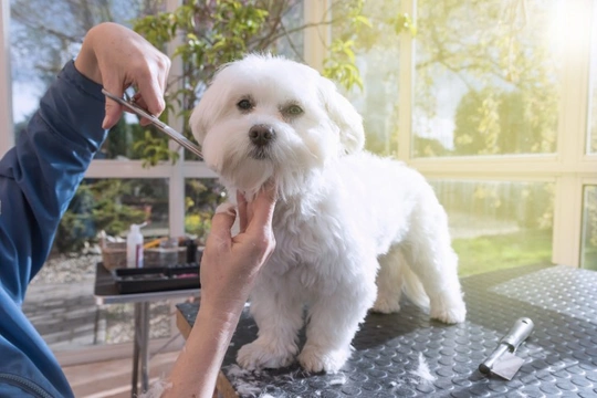 How to groom and maintain your dog’s coat in autumn