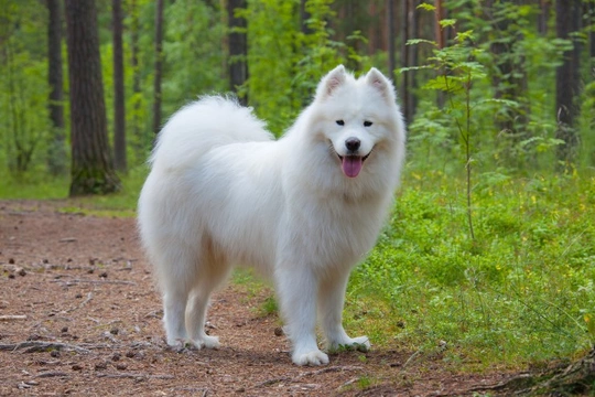 White samoyed best sale