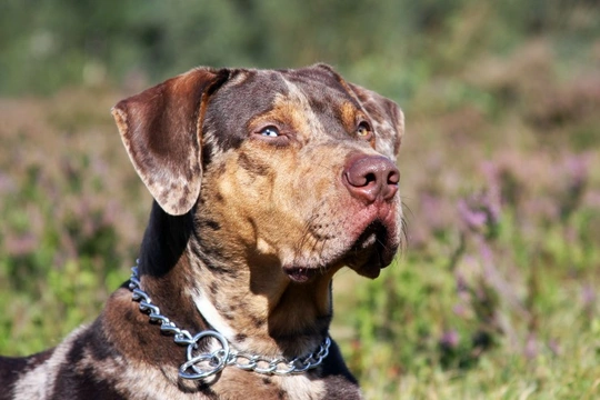 Catahoula leopard dog store shedding