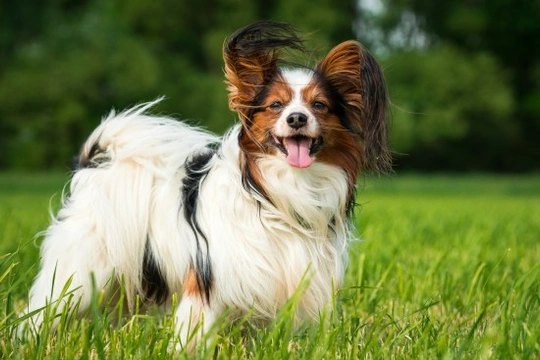 Papillon shedding best sale