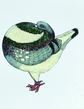 Nejznámější holubi 15 Amsterodamský voláč