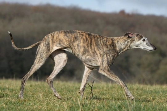 Understanding the different gaits of the dog