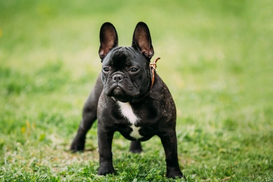 Why are brachycephalic dog breeds so expensive?