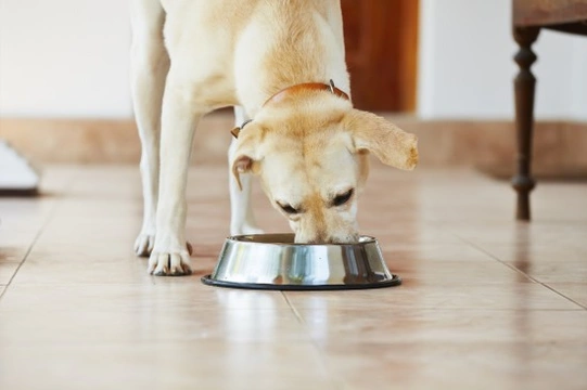 Why do some dogs become aggressive at mealtimes?