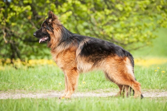 German shepherd outlet blowing their coat