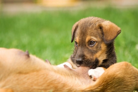 Mastitis in Dogs -  Diagnosing, Treatment and Prevention