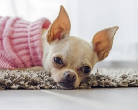 Cani piccolissima taglia pelo corto, quali si trovano in regalo