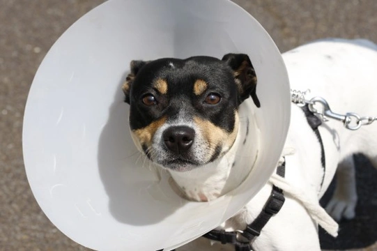 Post-surgical Complications in Spayed Dogs