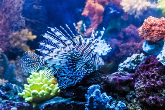 The most common mistakes novice marine aquarium keepers make