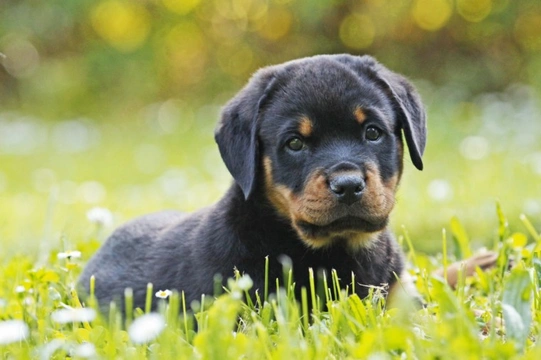 Ten things you need to know about the rottweiler before you buy one