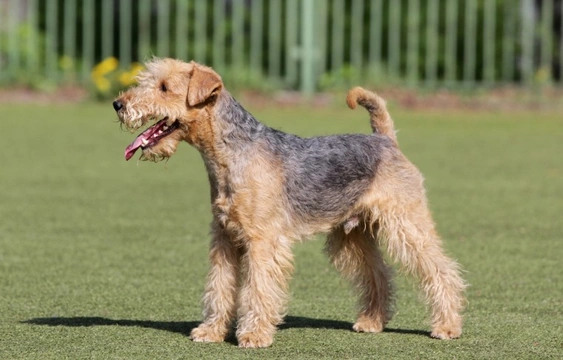 Lakeland best sale terrier dog