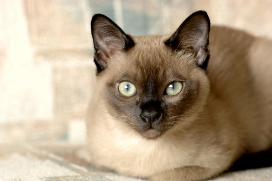 The Tonkinese cat breed