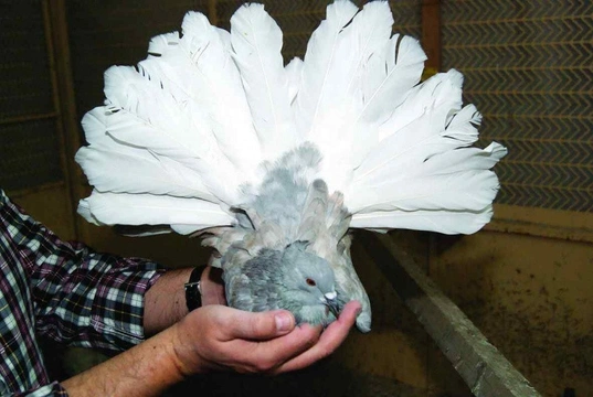 Nejznámější holubi 28 Indický pávík